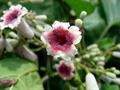 Paederia foetida